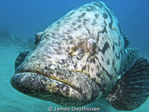 A very friendly Potato Bass who stuck with us throughout ... by James Oosthuizen 